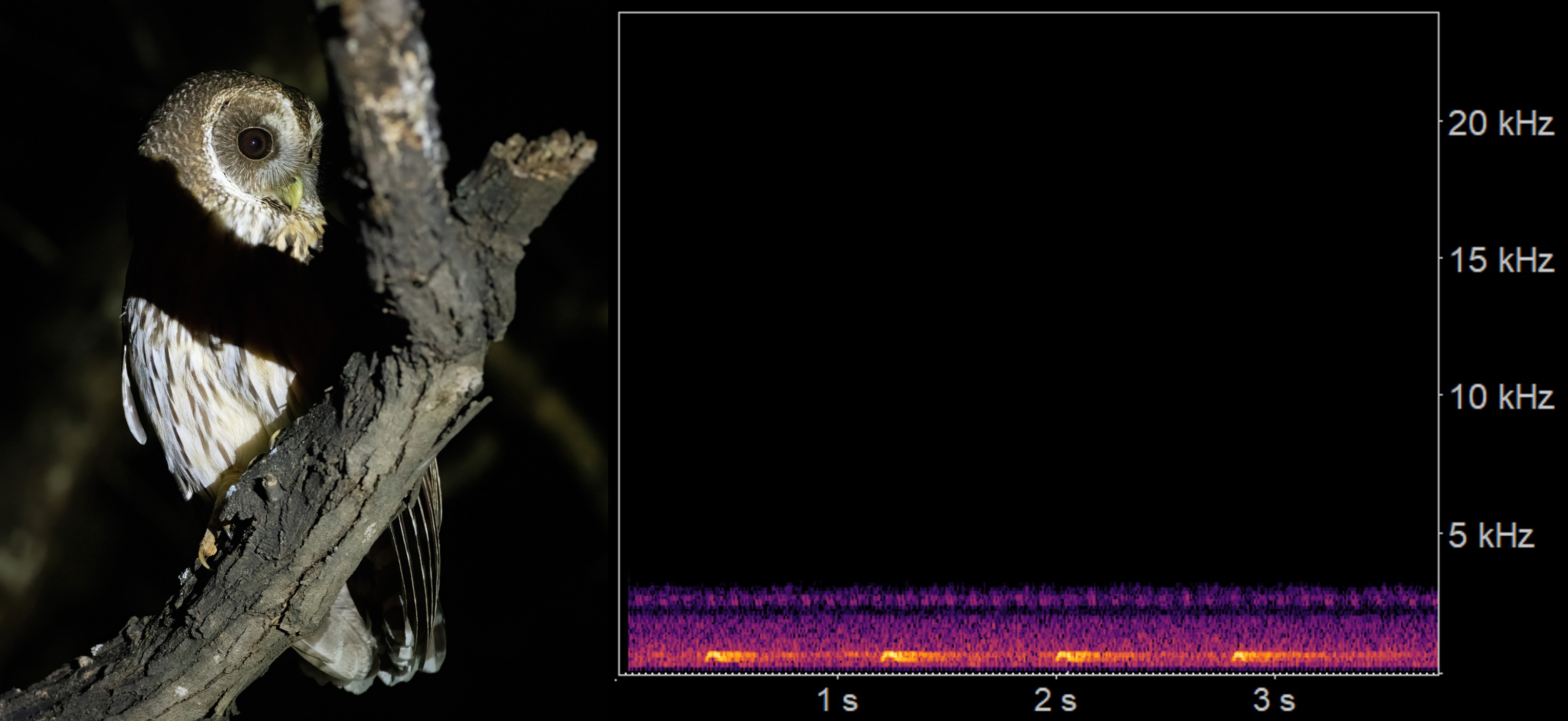 Foto Strix virgata